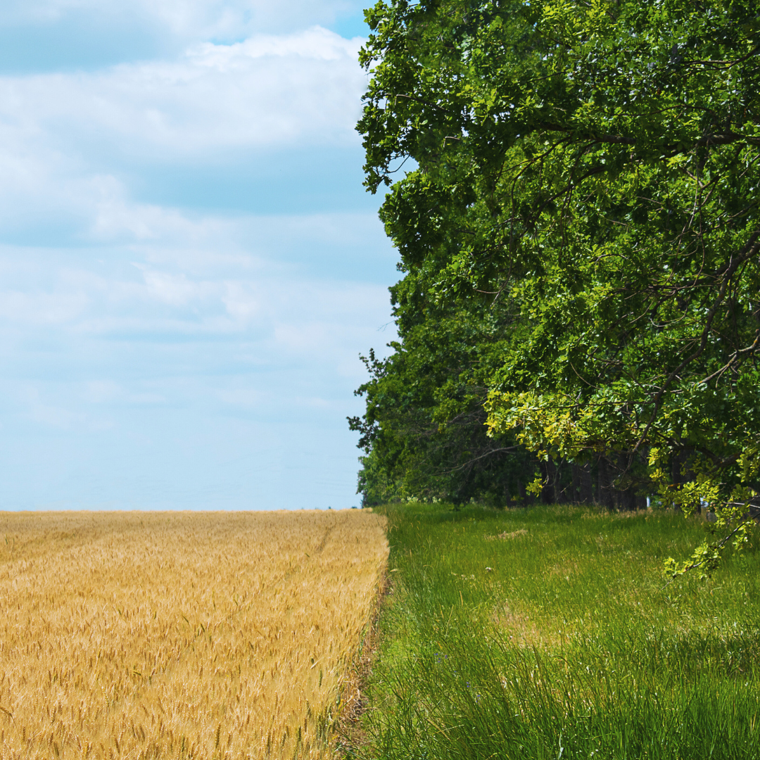 The Rise of Regenerative Agriculture: Transforming Farming for a Sustainable Future